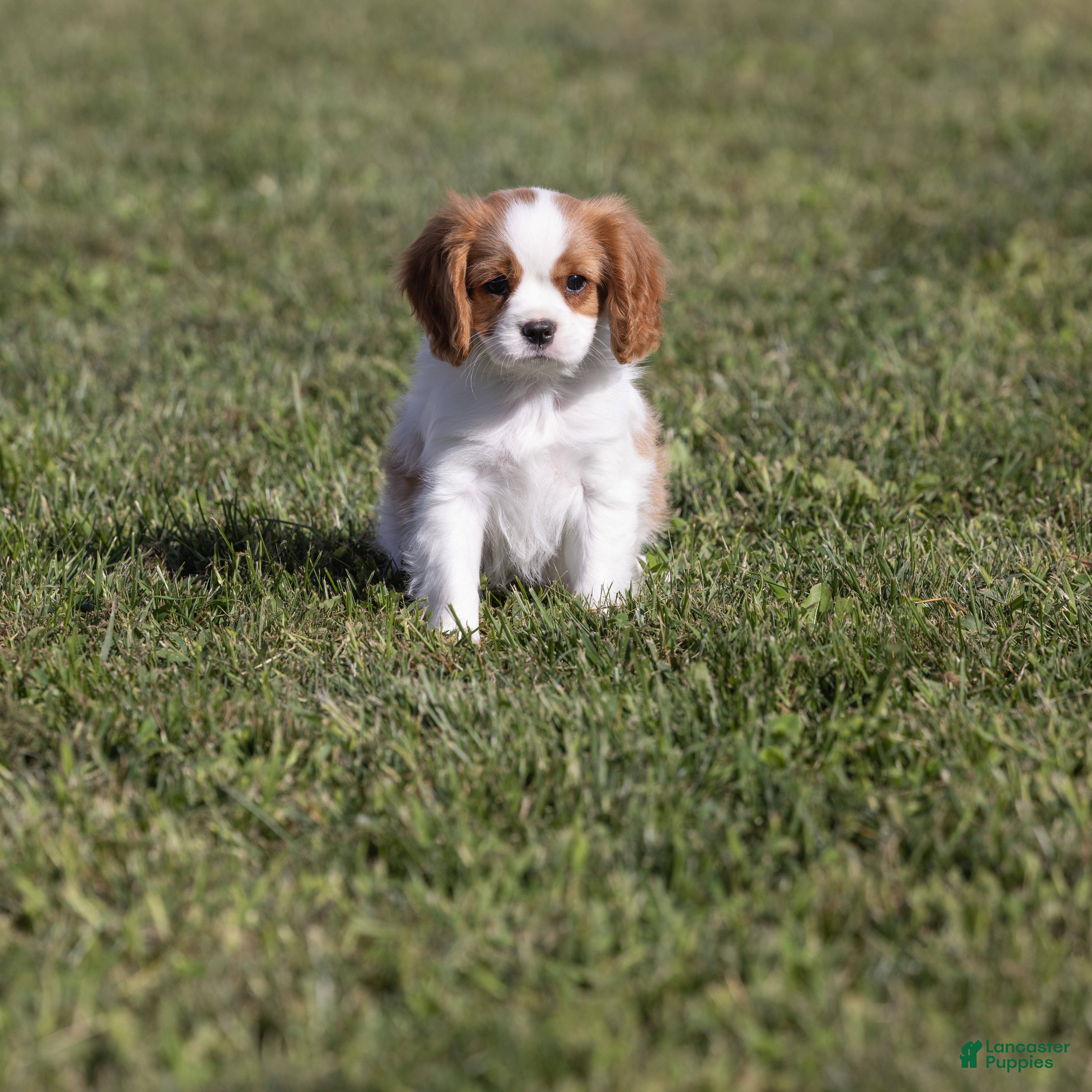 Cavalier King Charles Spaniel dogs Cheers - Ad 2