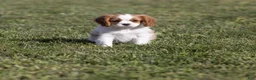 Cavalier King Charles Spaniel dogs for sale: Cheers - Ad 2