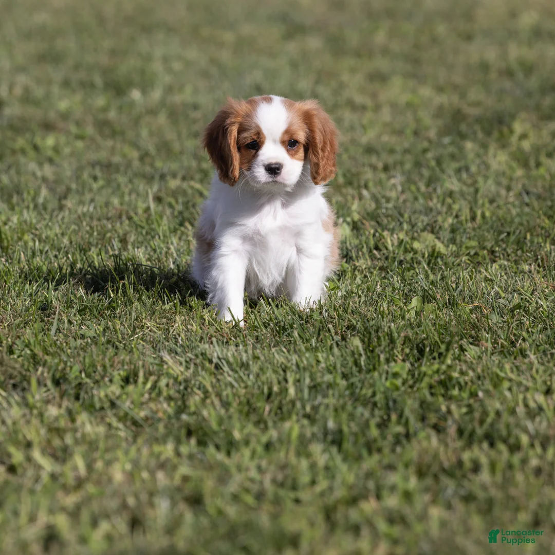 Cavalier King Charles Spaniel dogs for sale: Cheers - Ad 2