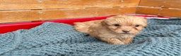 Cavapoo dogs for sale: Avalon - Ad 8