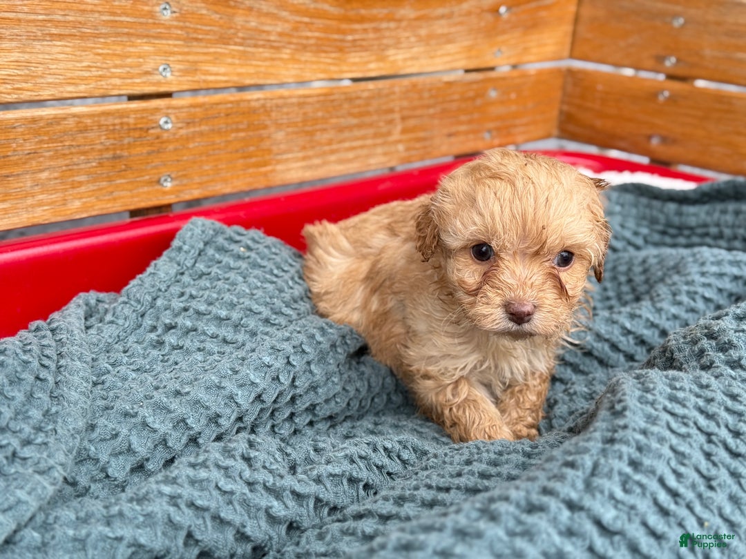 Cavapoo dogs for sale: Avalon - Ad 8