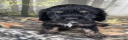 Cockalier dogs for sale: Cockalier 1 - Ad 4