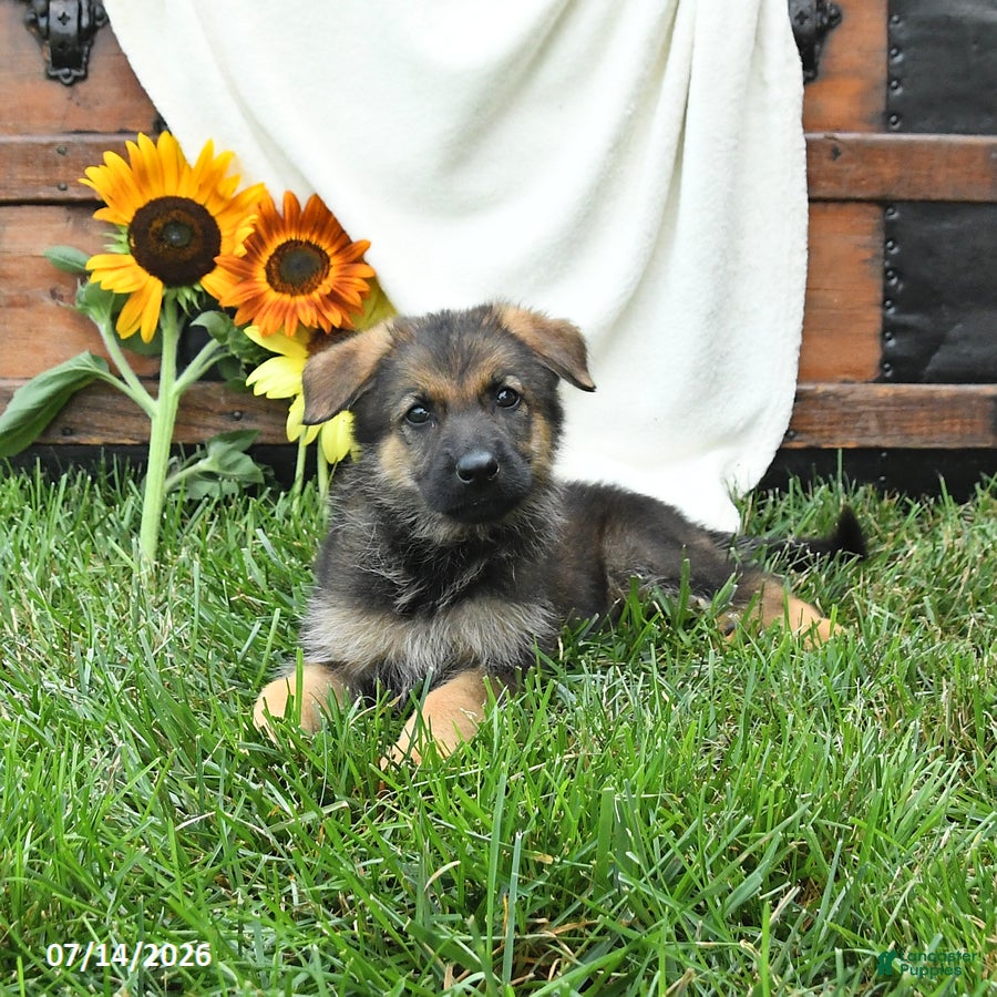 German Shepherd dogs Oasis - Ad 1