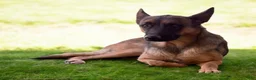 German Shepherd dogs for sale: German Shepherd Puppy 7 - Ad 8