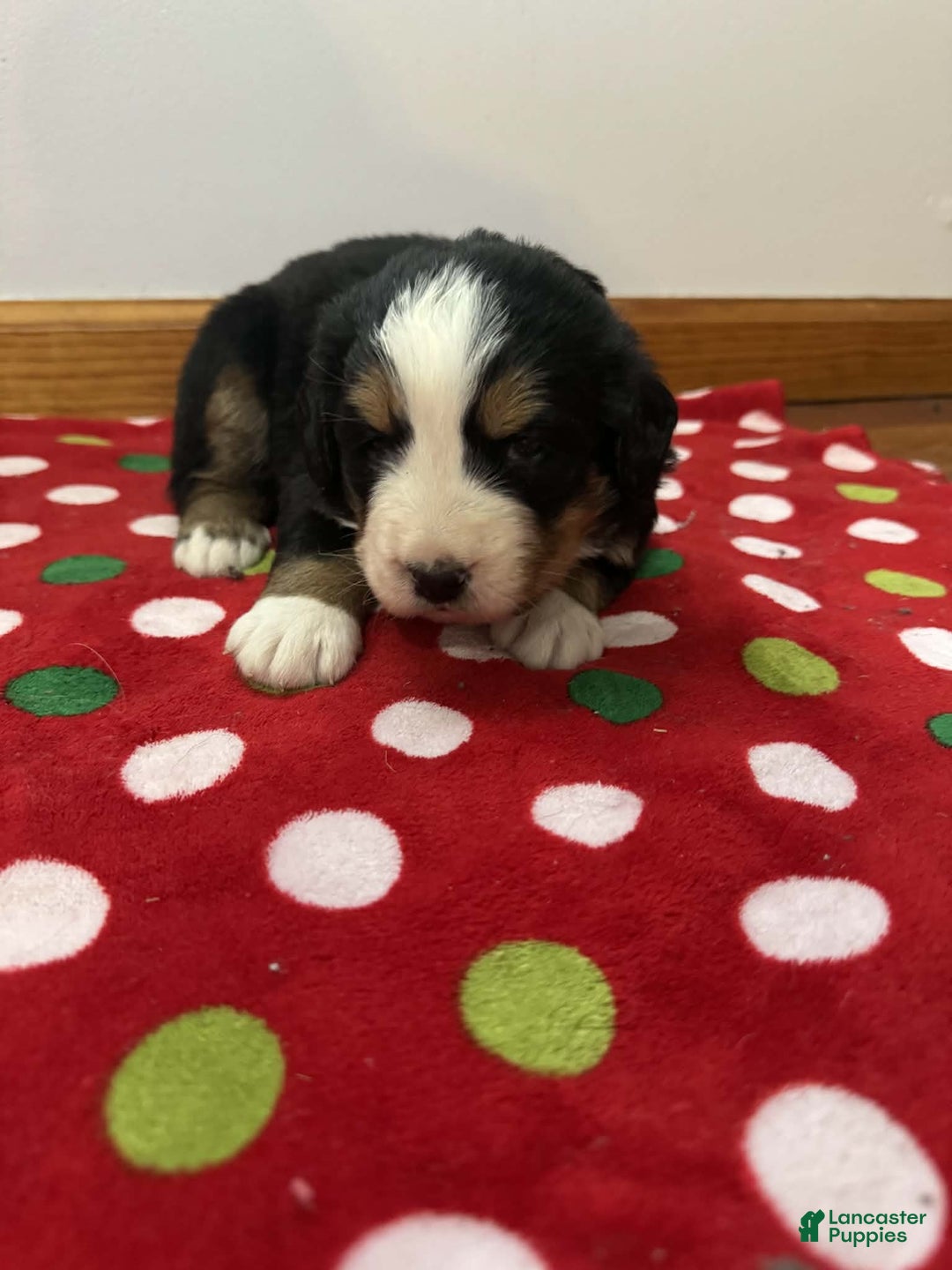 Bernese Mountain Dog dogs for sale: Laurel - Ad 6