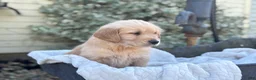 Golden Retriever dogs for sale: Morty - Ad 15