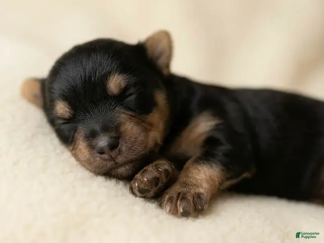 Yorkshire Terrier dogs Archie - Ad 16