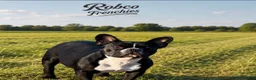 French Bulldog dogs for sale: French Bulldog 2 - Ad 2