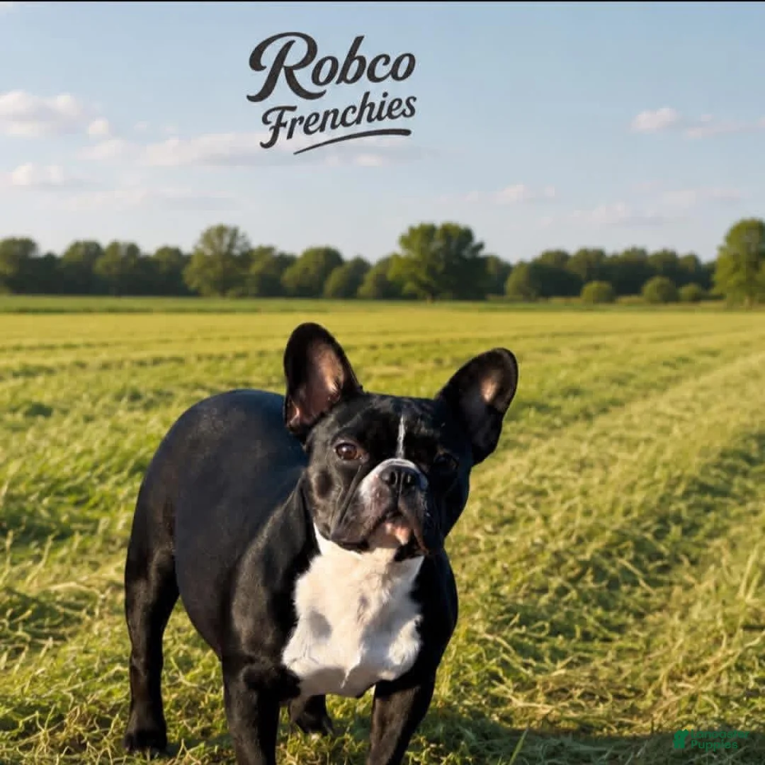 French Bulldog dogs for sale: French Bulldog 2 - Ad 2