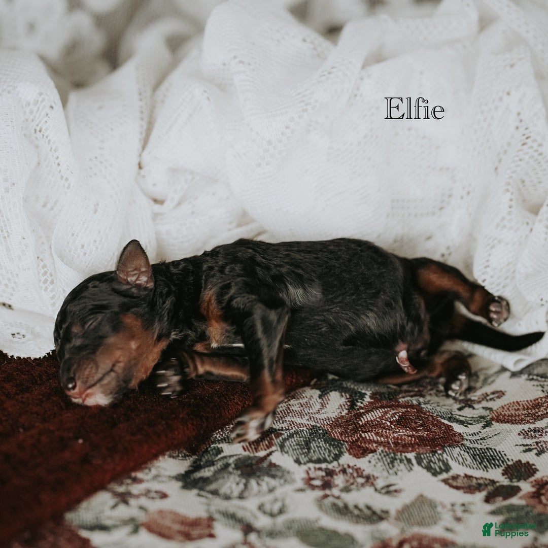 Standard Poodle dogs for sale: Elfie - Ad 6