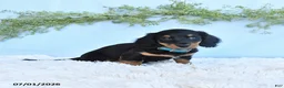 Miniature Dachshund dogs for sale: Rocky - Ad 3