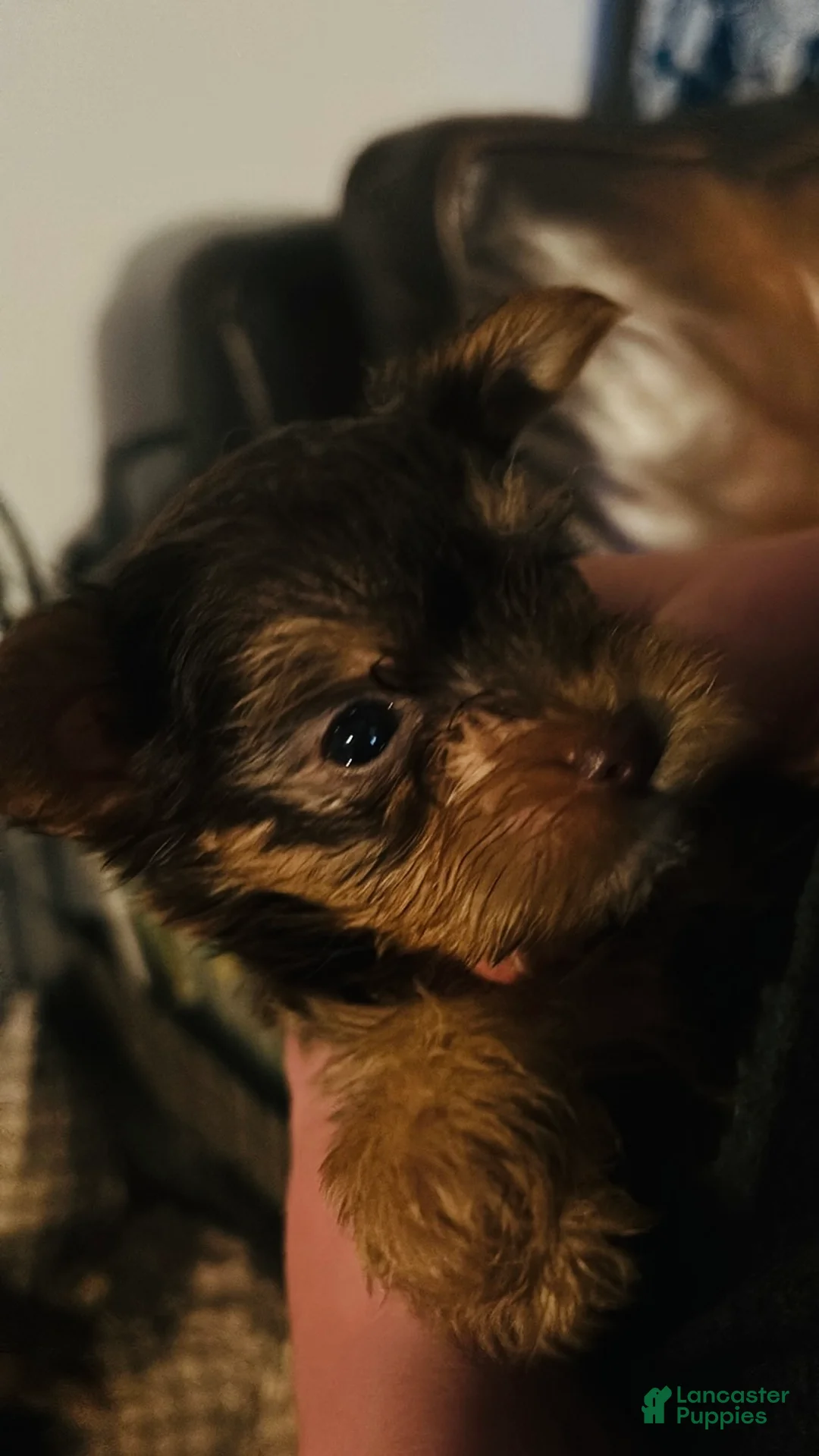 Yorkshire Terrier dogs for sale: Yorkshire Terrier Puppy 1 - Ad 1
