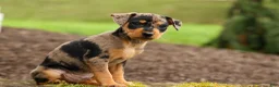 Miniature Pinscher dogs for sale: ACE - Ad 19