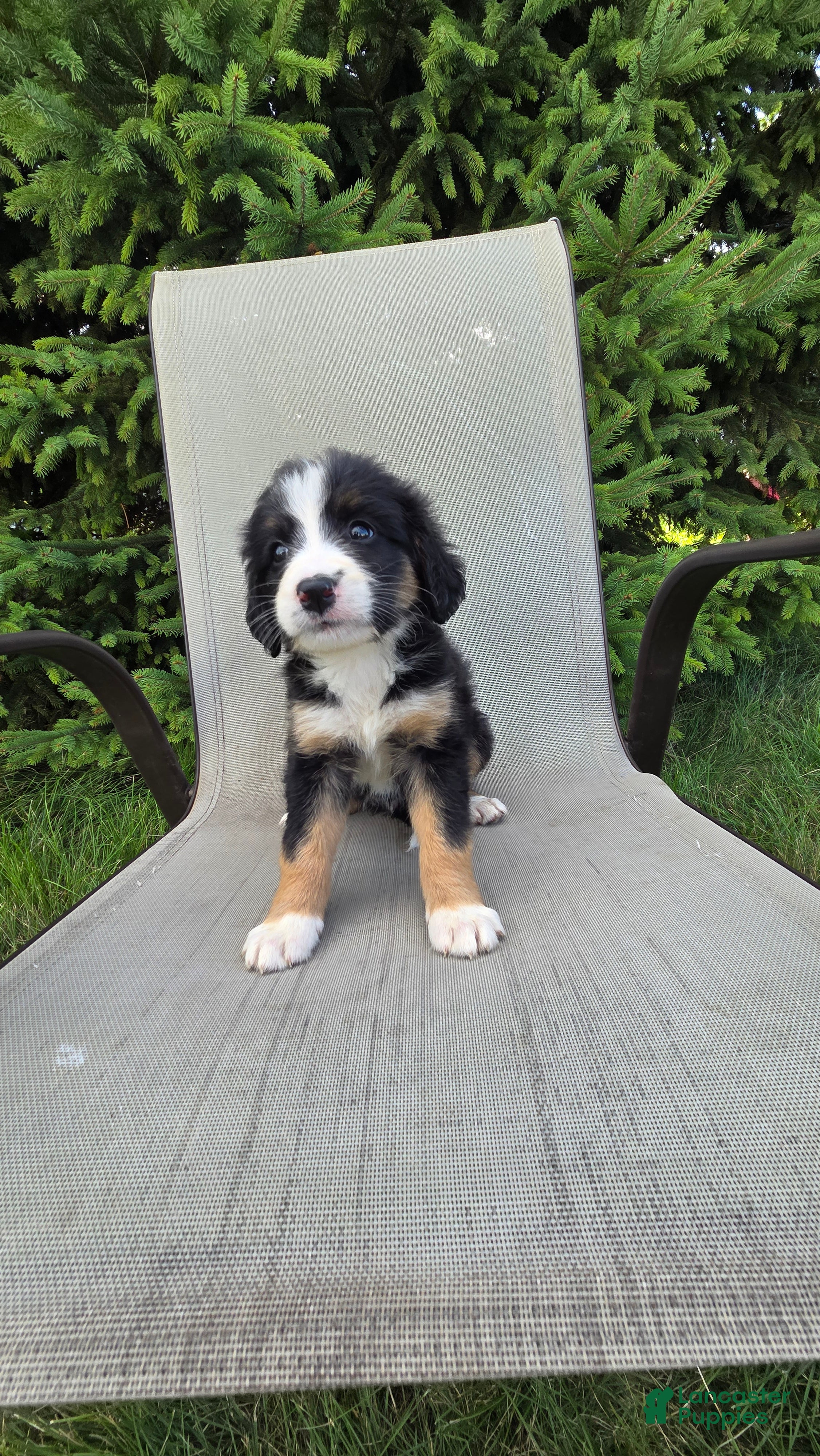 Bernedoodle dogs Bernedoodle Gold - Ad 2