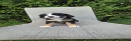 Bernedoodle dogs for sale: Bernedoodle Gold - Ad 2