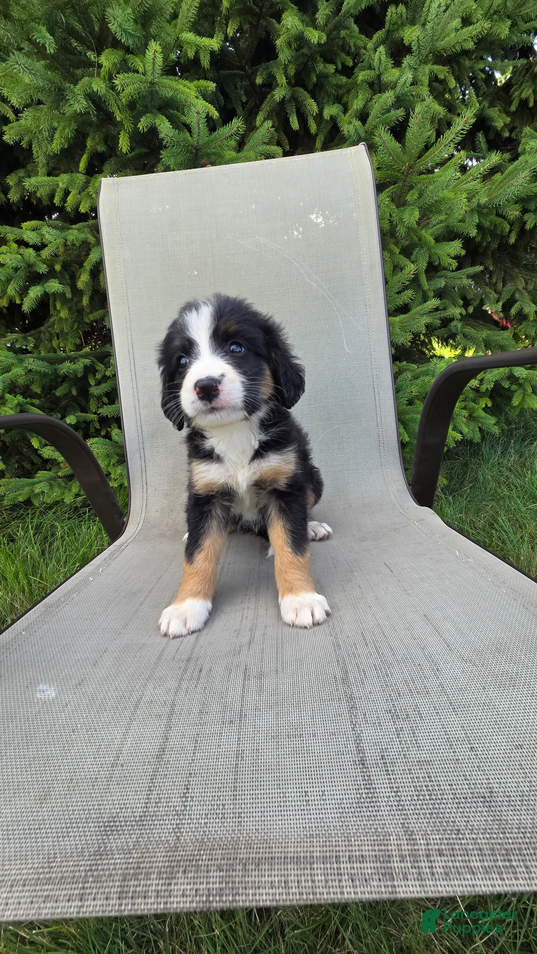 Bernedoodle dogs for sale: Bernedoodle Gold - Ad 2