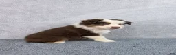 Miniature Australian Shepherd dogs for sale: Sky - Ad 4