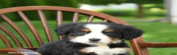 Bernese Mountain Dog dogs for sale: Lola - Ad 5