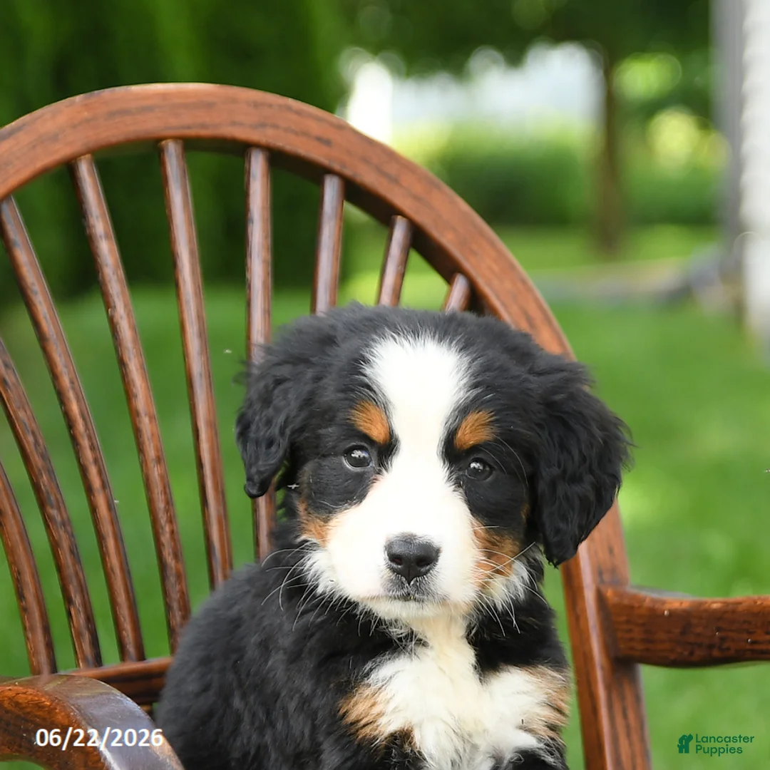 Bernese Mountain Dog dogs for sale: Lola - Ad 5