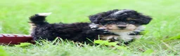 Mini Bernedoodle dogs for sale: Sawyer  - Ad 60