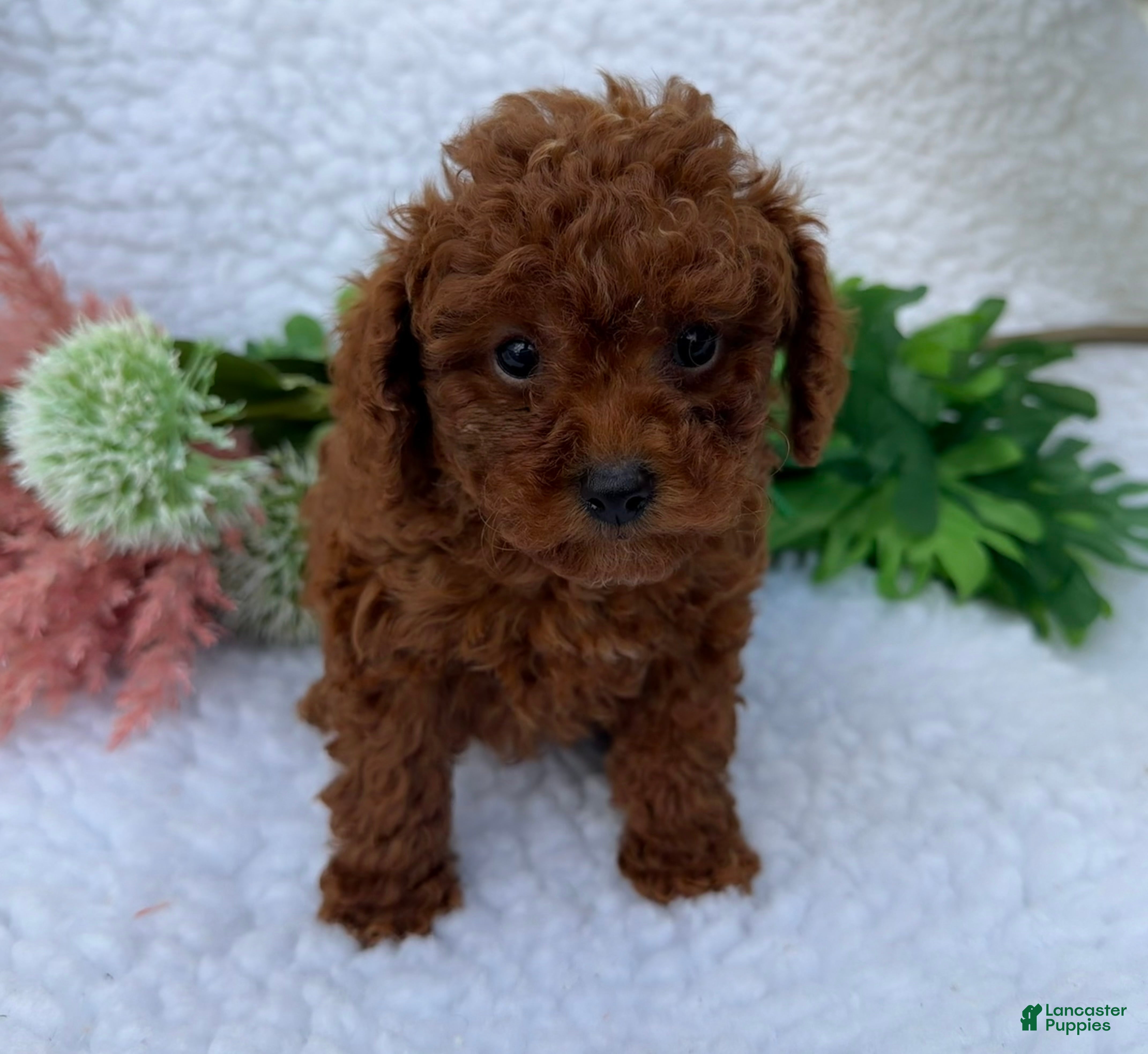 Toy Poodle dogs Oliver - Ad 2