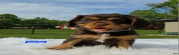 Cavalier King Charles Spaniel dogs for sale: Mocha - Ad 2
