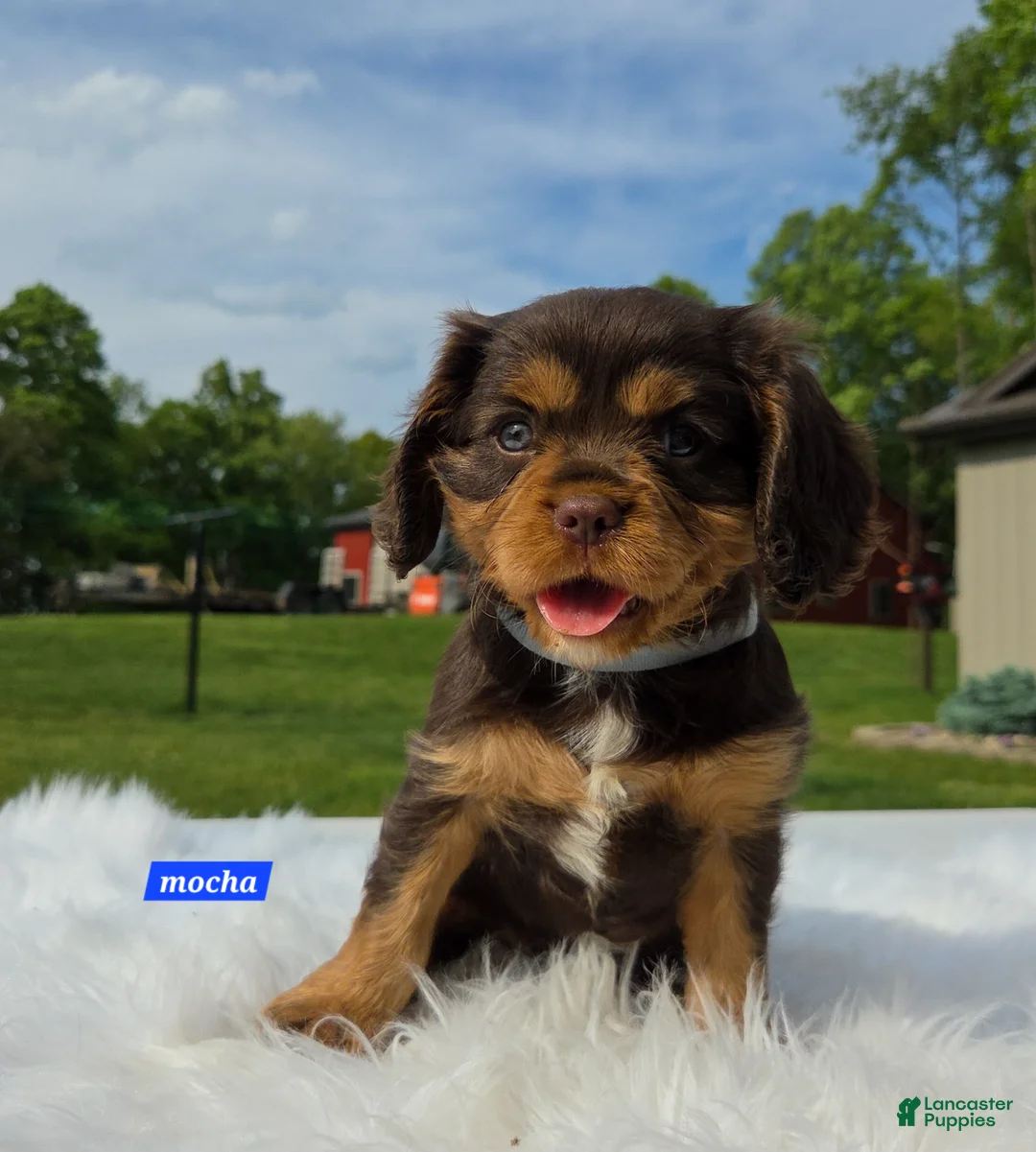 Cavalier King Charles Spaniel dogs for sale: Mocha - Ad 2