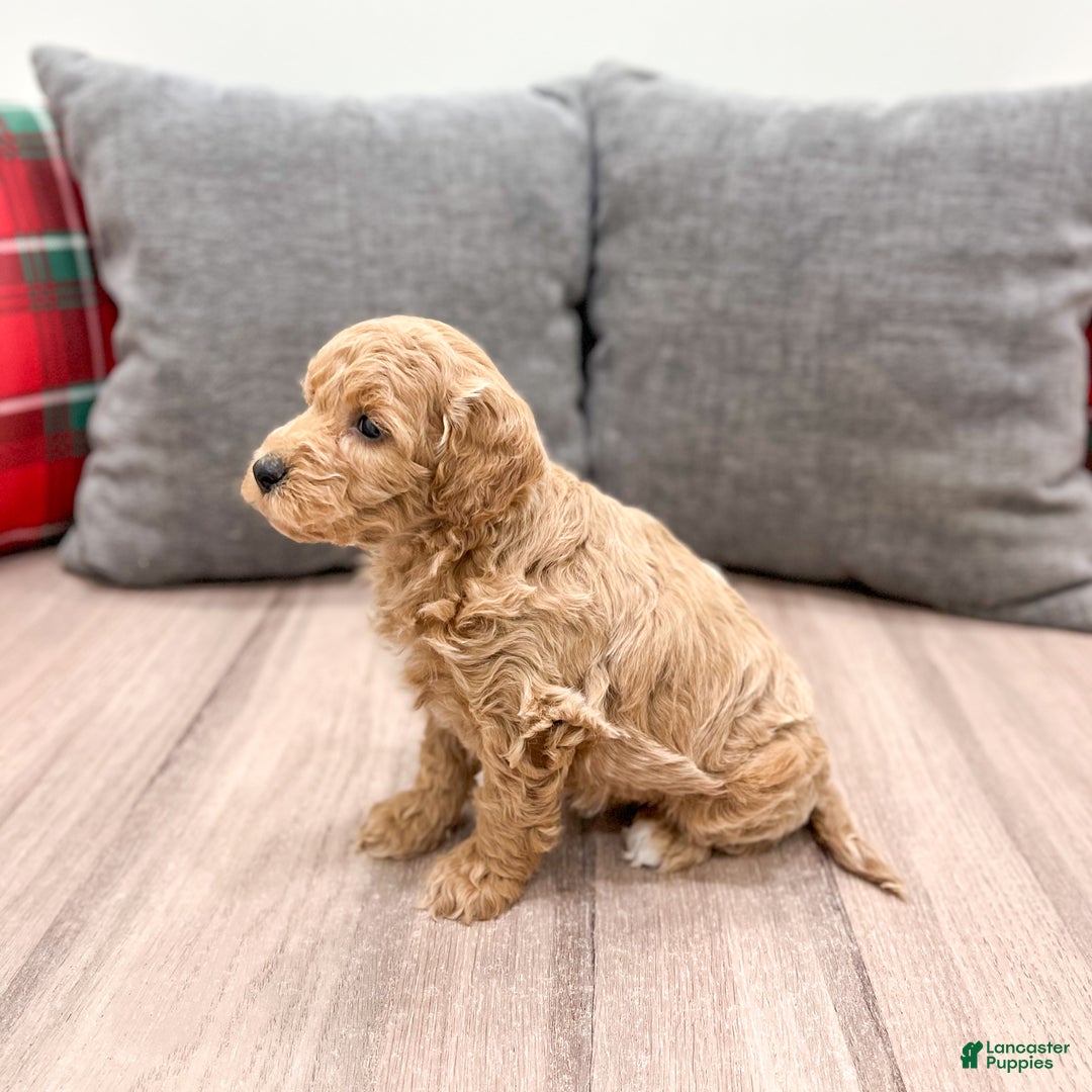 Mini Goldendoodle dogs for sale: Heidi - Ad 4