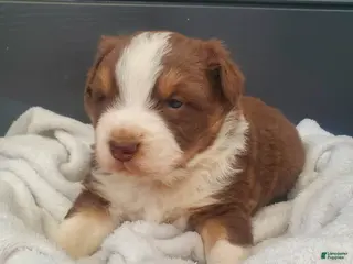 Australian Shepherd dogs Marshall - Ad 13