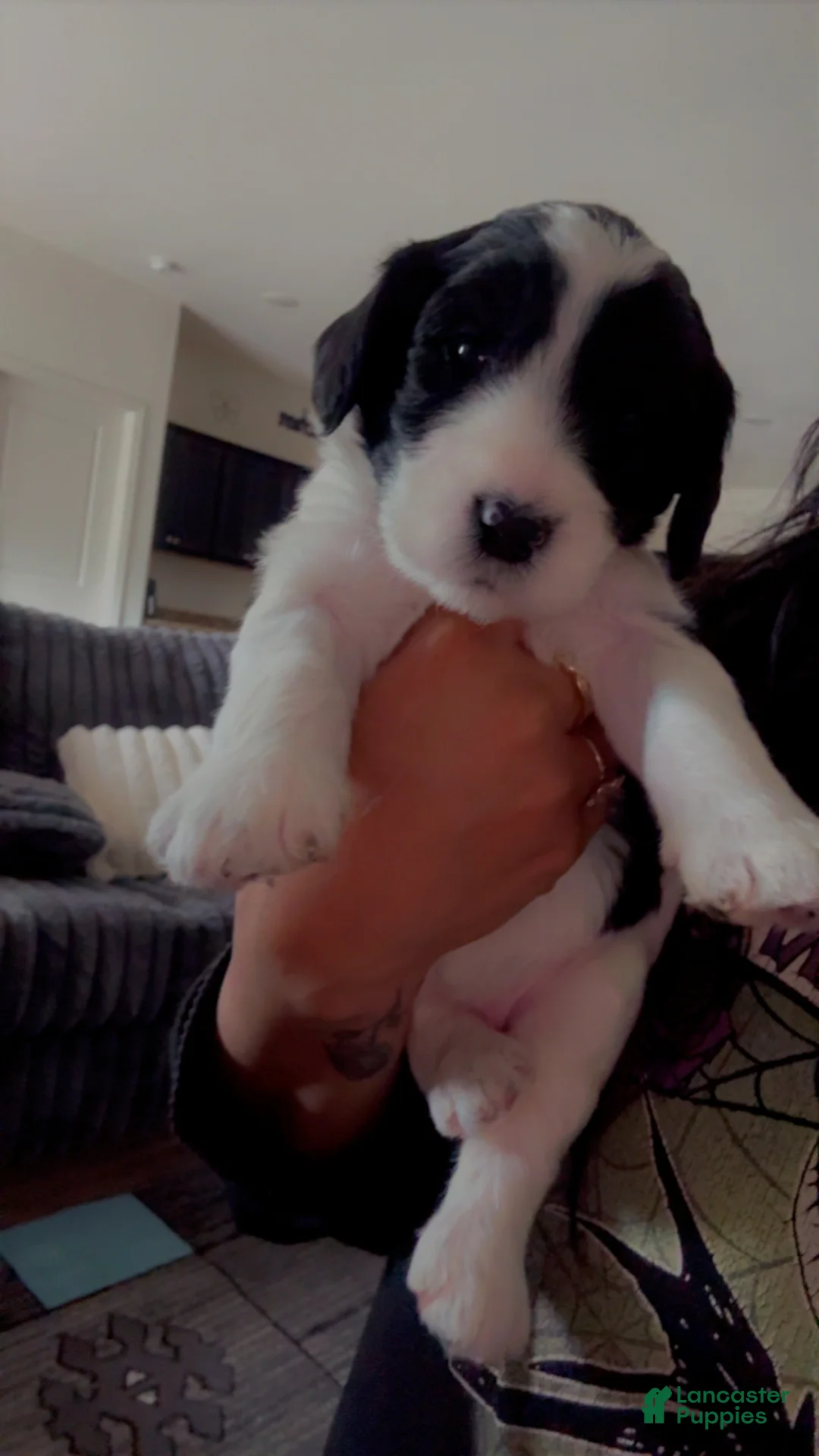 Double Doodle dogs for sale: Pinky - Ad 2