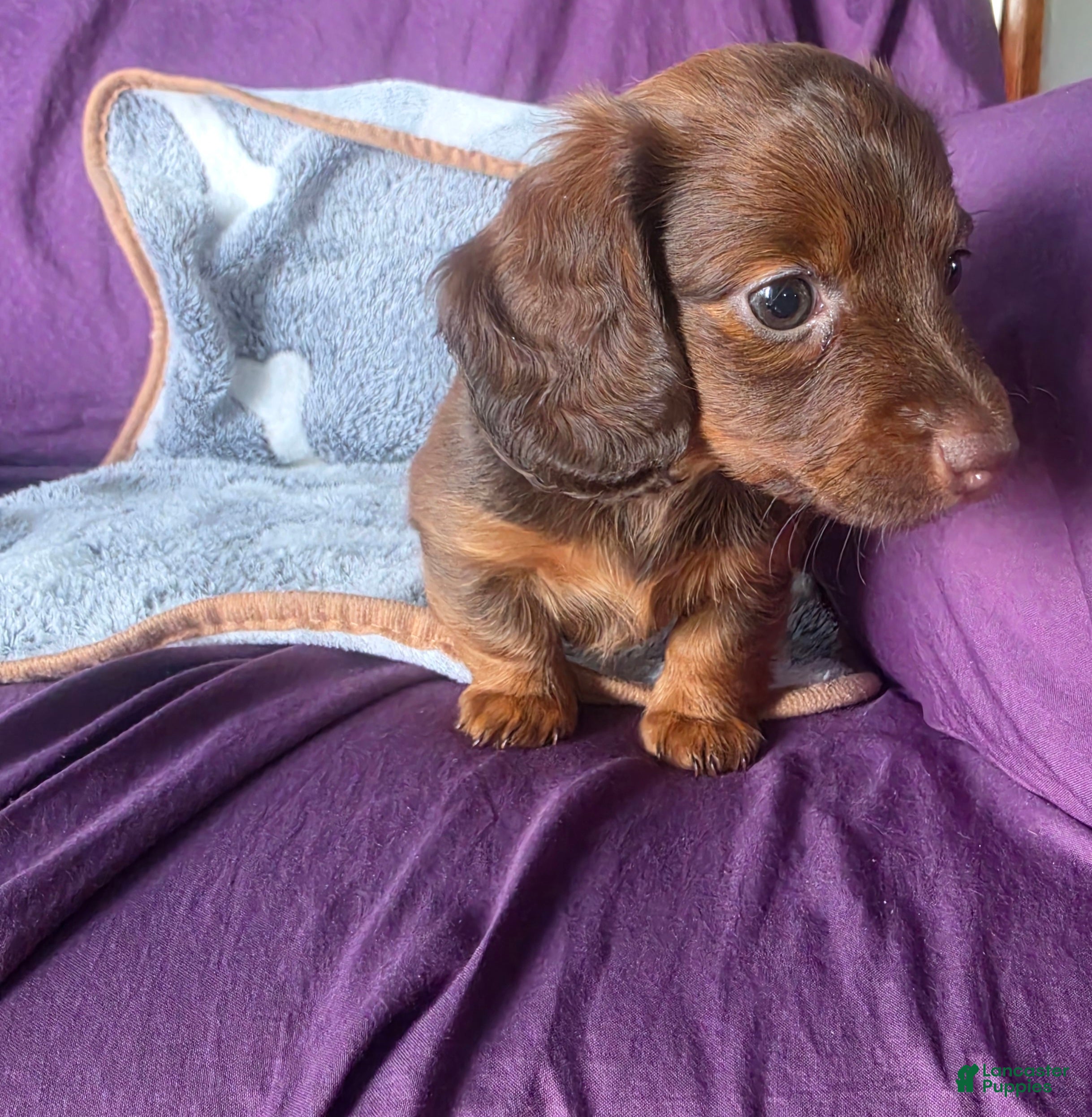 Miniature Dachshund dogs Cloe - Ad 2
