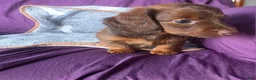 Miniature Dachshund dogs for sale: Cloe - Ad 2