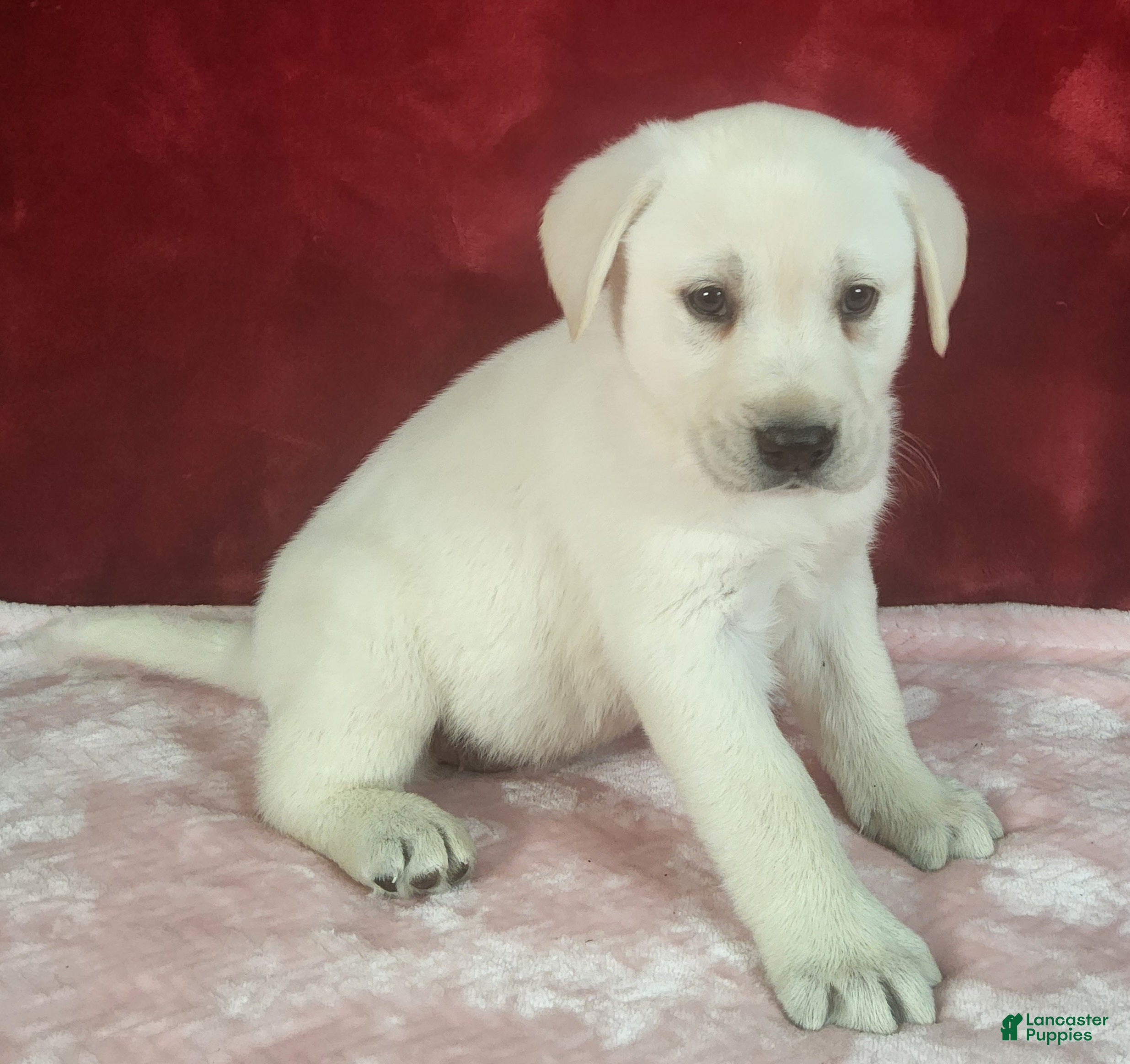 Labrador Retriever dogs  Ellie - Ad 1