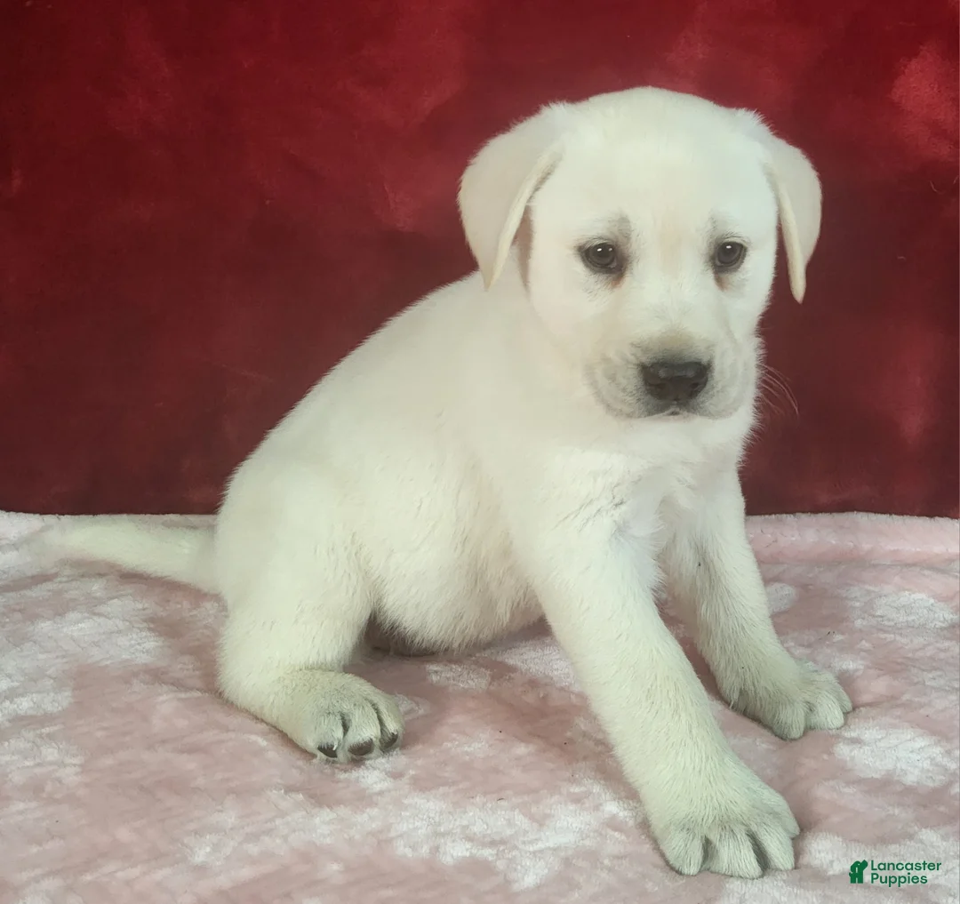 Labrador Retriever dogs for sale:  Ellie - Ad 1