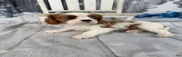 Cavalier King Charles Spaniel dogs for sale: Charlie - Ad 6