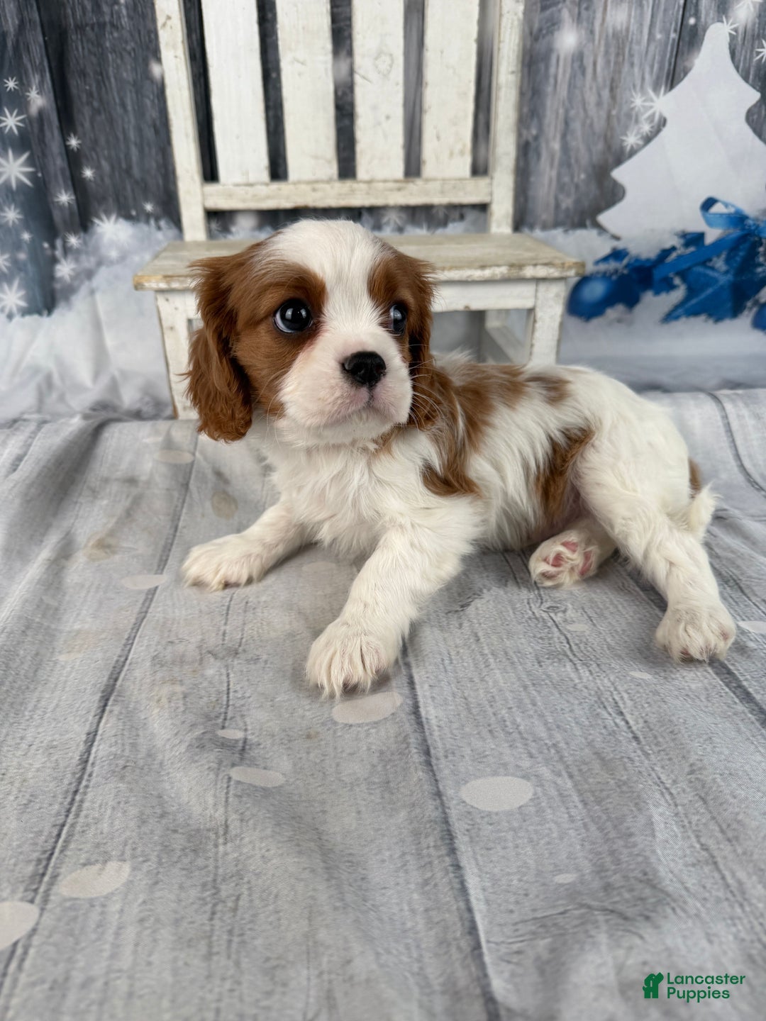 Cavalier King Charles Spaniel dogs for sale: Charlie - Ad 6