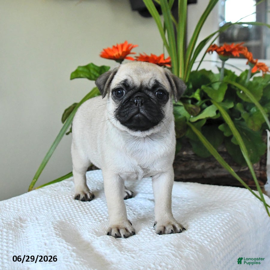 Pug dogs Teresa - Ad 2