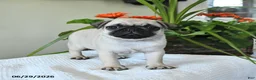 Pug dogs for sale: Teresa - Ad 2