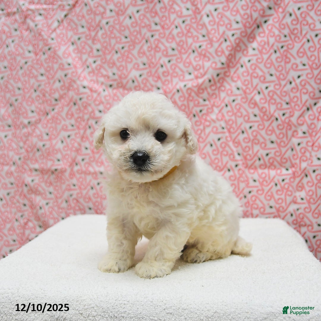 Bichon Frise dogs for sale: Pongo - Ad 1