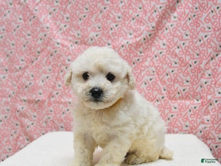 Bichon Frise dogs Pongo - Ad 15