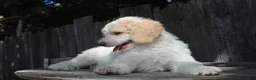 Standard Poodle dogs for sale: Pebble AKC Standard Poodle - Ad 8