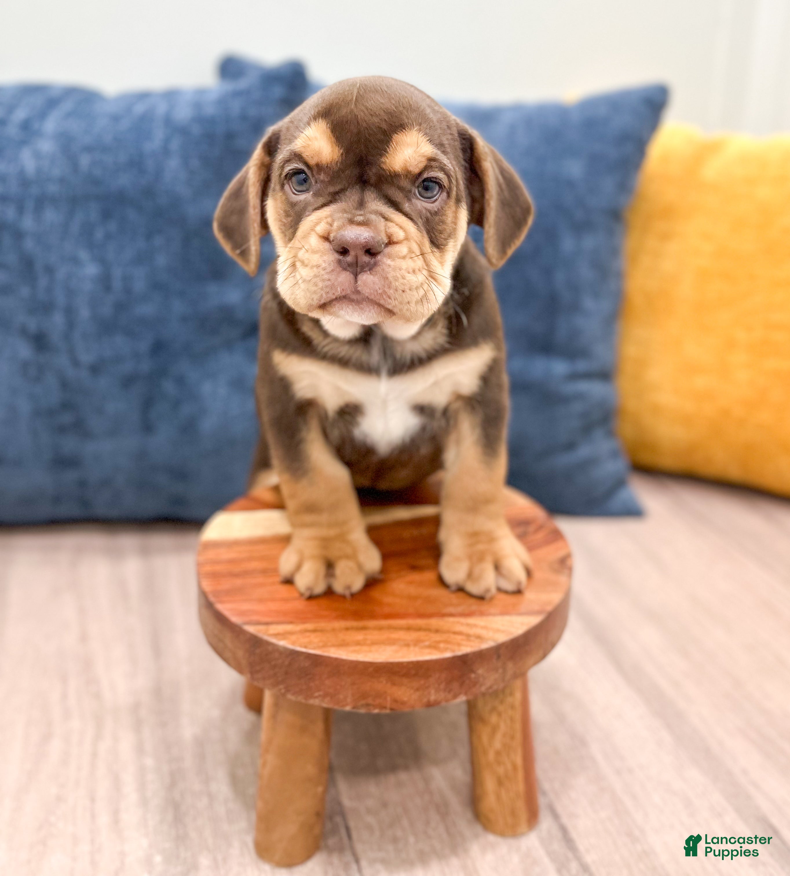 Beabull dogs Penny - Ad 2