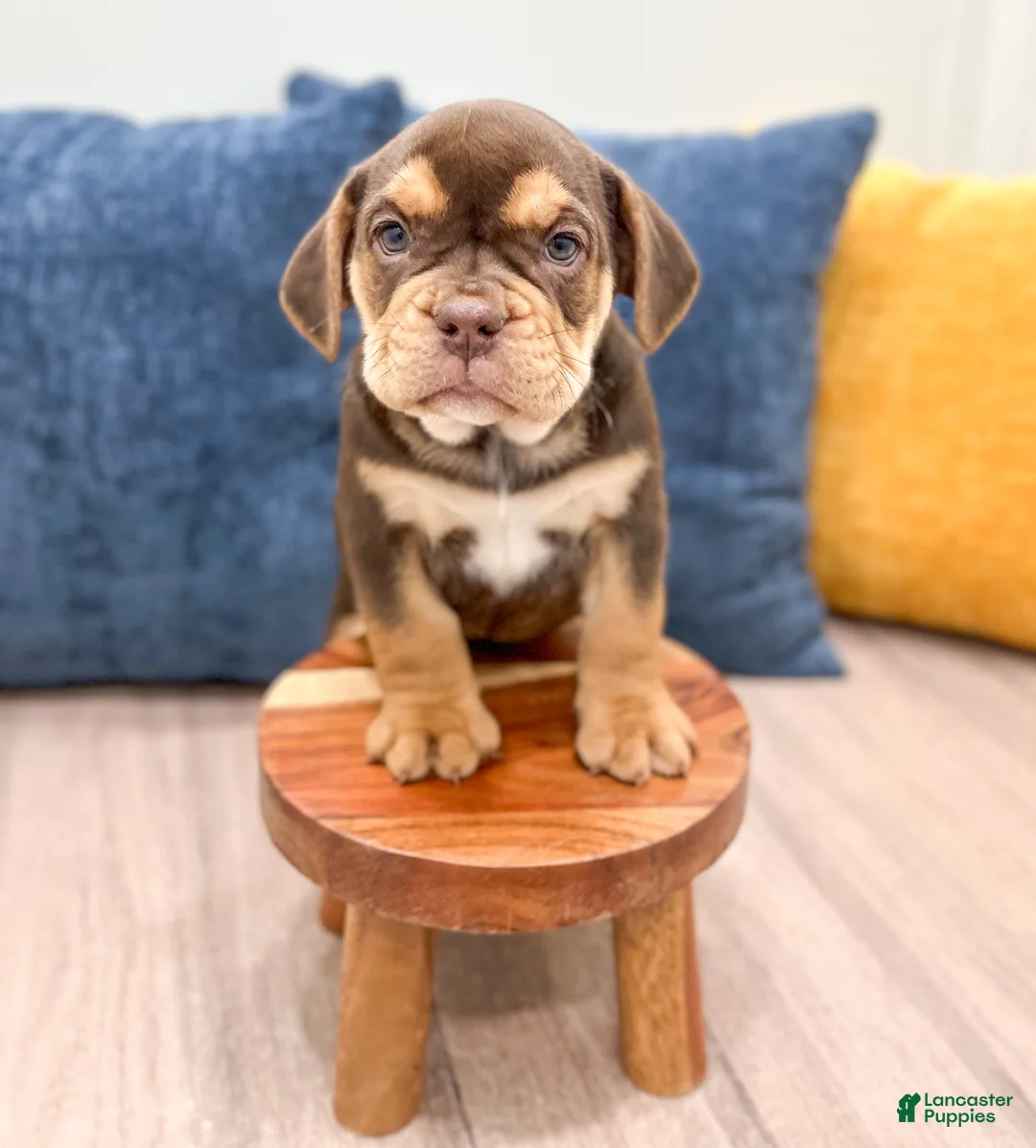 Beabull dogs for sale: Penny - Ad 2