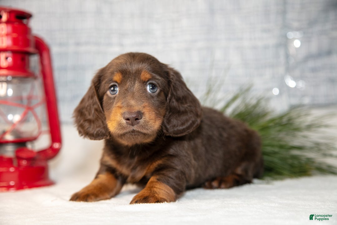 Miniature Dachshund dogs for sale: Stubby - Ad 3