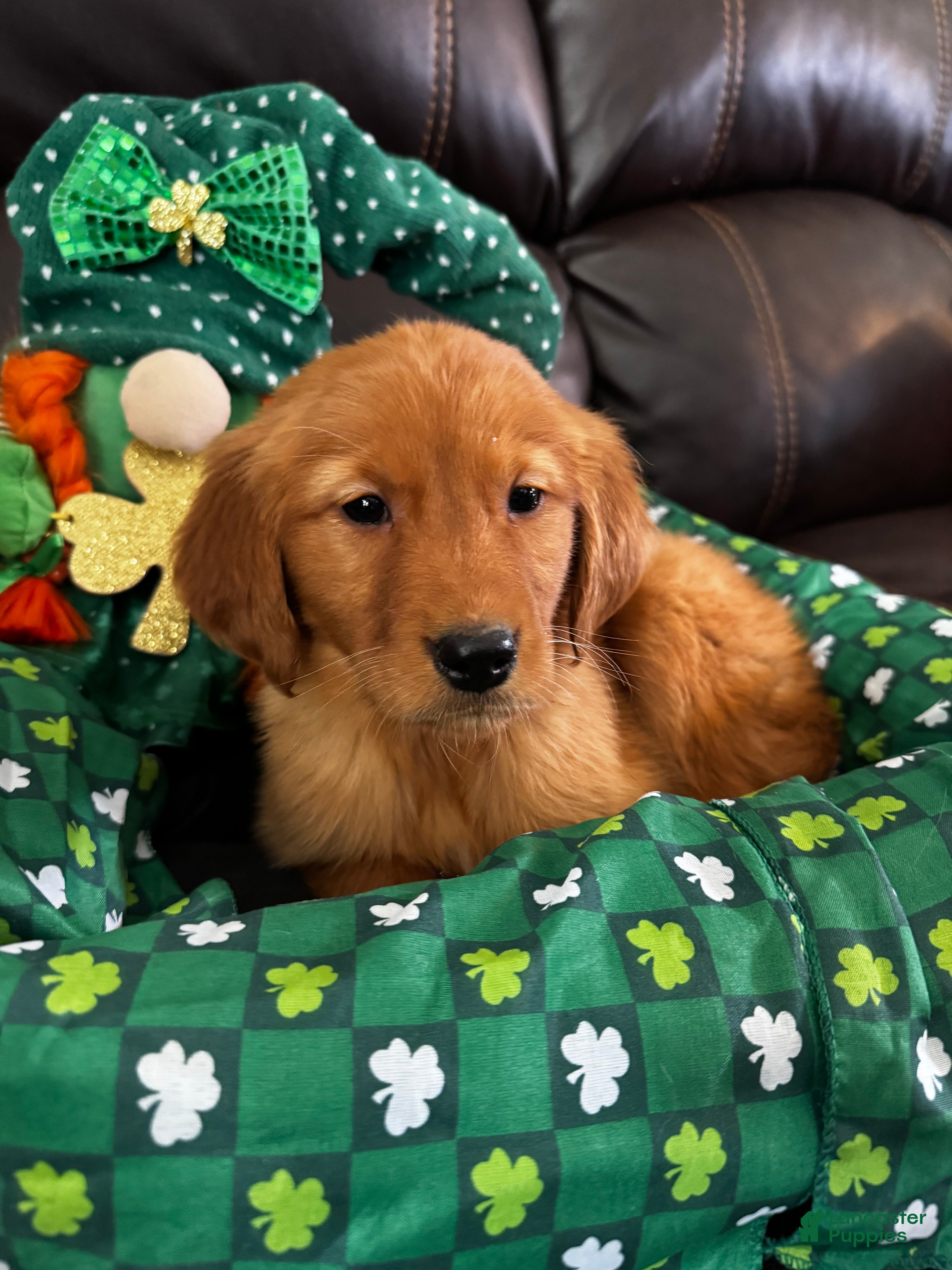 Golden Retriever dogs Ben - Ad 20