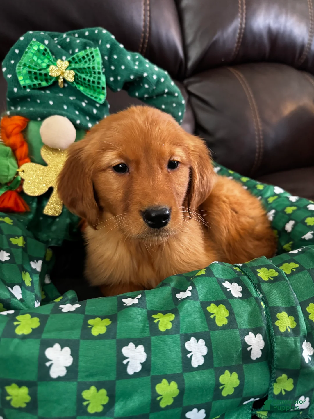 Golden Retriever dogs for sale: Ben - Ad 1