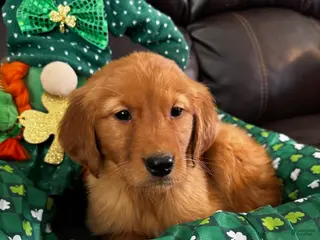 Golden Retriever dogs Ben - Ad 20