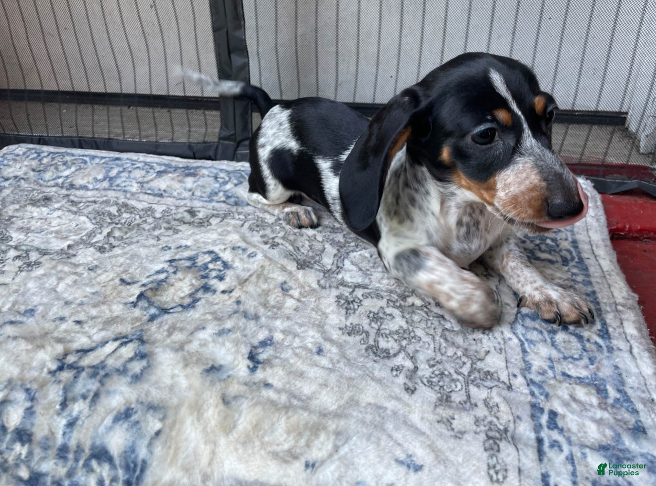 Miniature Dachshund dogs Boy 2 - Ad 1