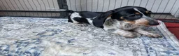 Miniature Dachshund dogs for sale: Boy 2 - Ad 1