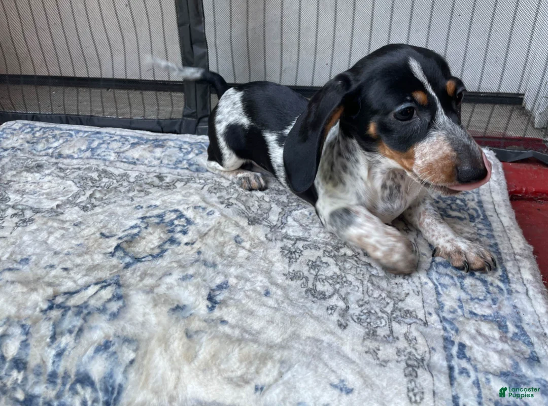 Miniature Dachshund dogs for sale: Boy 2 - Ad 1